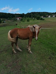 Bayerischer Wald